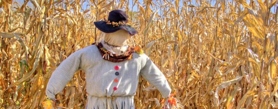 firmengruendung strohmann